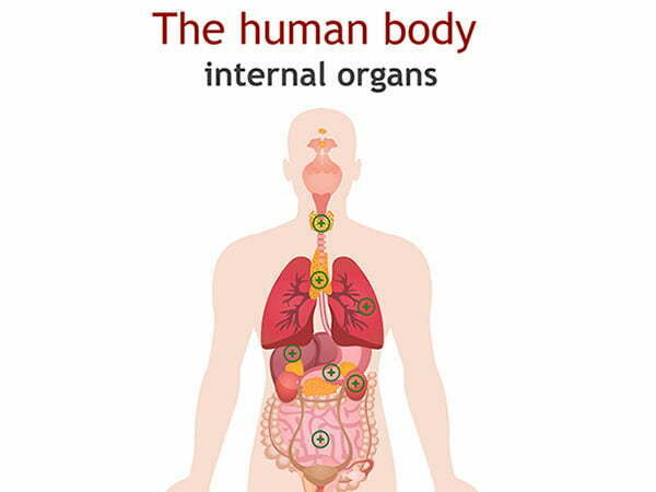 human body